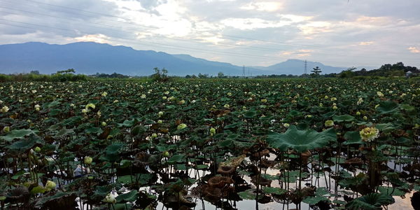 Plants growing on field against sky