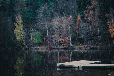 Scenic view of lake in forest