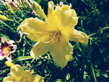 Close-up of yellow flower