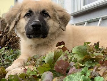 Close-up portrait of dog by outdoors