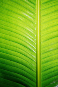 Full frame shot of palm leaf