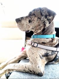 Close-up of a dog looking away