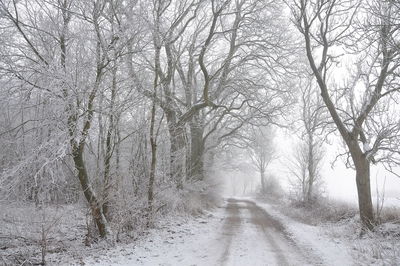 Oak tree forest with rime frost and snow