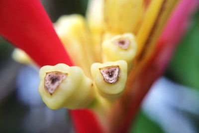 Close-up of yellow flower