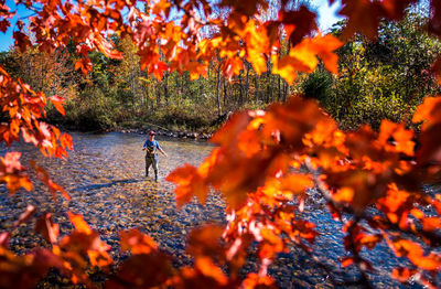 Fly-fisherman casting in river with bright foliage in foreground