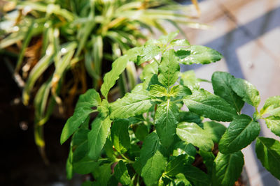 Close-up of fresh green plant