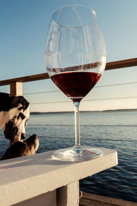 Red wine and dogs against sea