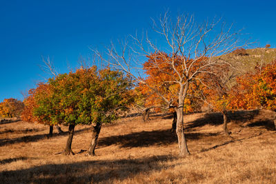 Trees on field against clear blue sky