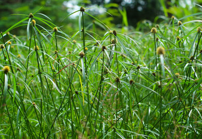 Close-up of insect on plant