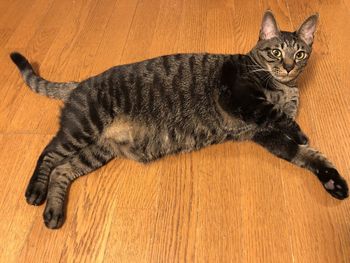 High angle view of cat resting on hardwood floor