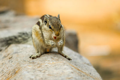 Close-up of squirrel on rock