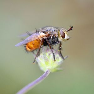 Close-up of insect on flower