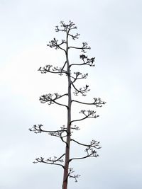 Low angle view of bare tree against sky