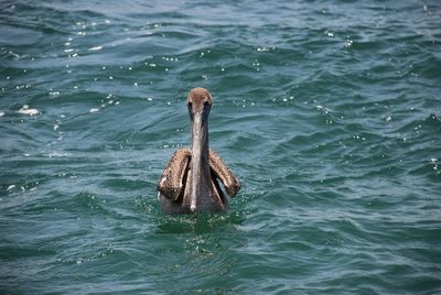 View of bird swimming in sea