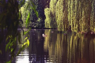 Reflection of trees in lake