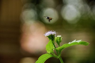 Close-up of insect pollinating on flower