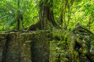 Trees in forest