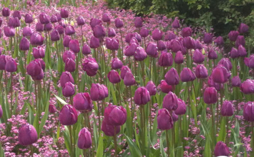 Purple tulips growing in garden