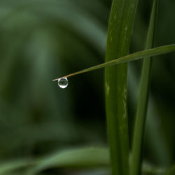 Close-up of wet grass