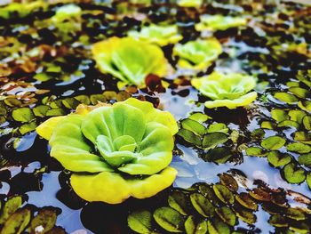 Close-up of lotus water lily in pond