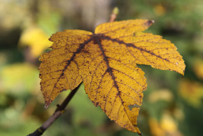 Close-up of yellow maple leaves
