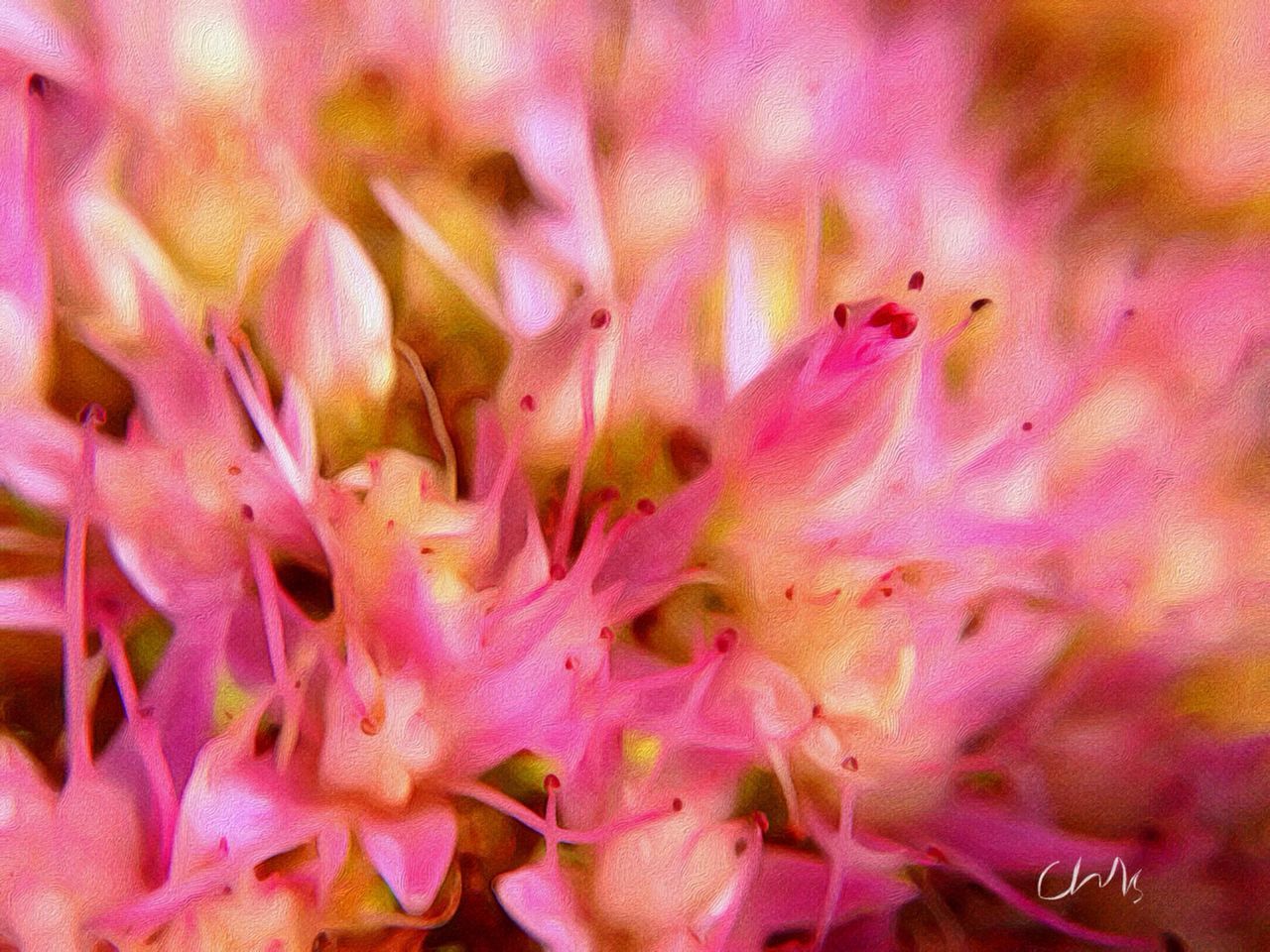 full frame, flower, pink color, backgrounds, fragility, close-up, freshness, petal, beauty in nature, growth, nature, selective focus, flower head, natural pattern, macro, plant, extreme close-up, season, pink, botany