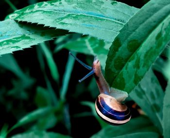 Close-up of snail on leaf