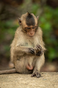 Monkey on retaining wall