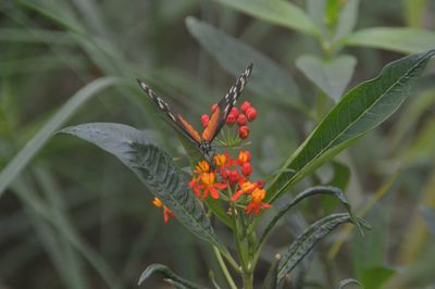 Close-up of red flowering plant