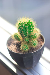 Close-up of potted cactus plant