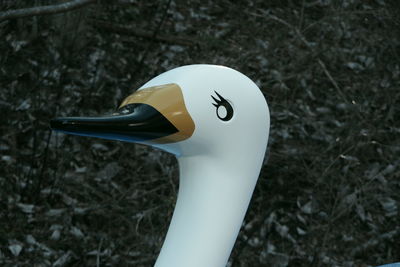 High angle view of a bird on field