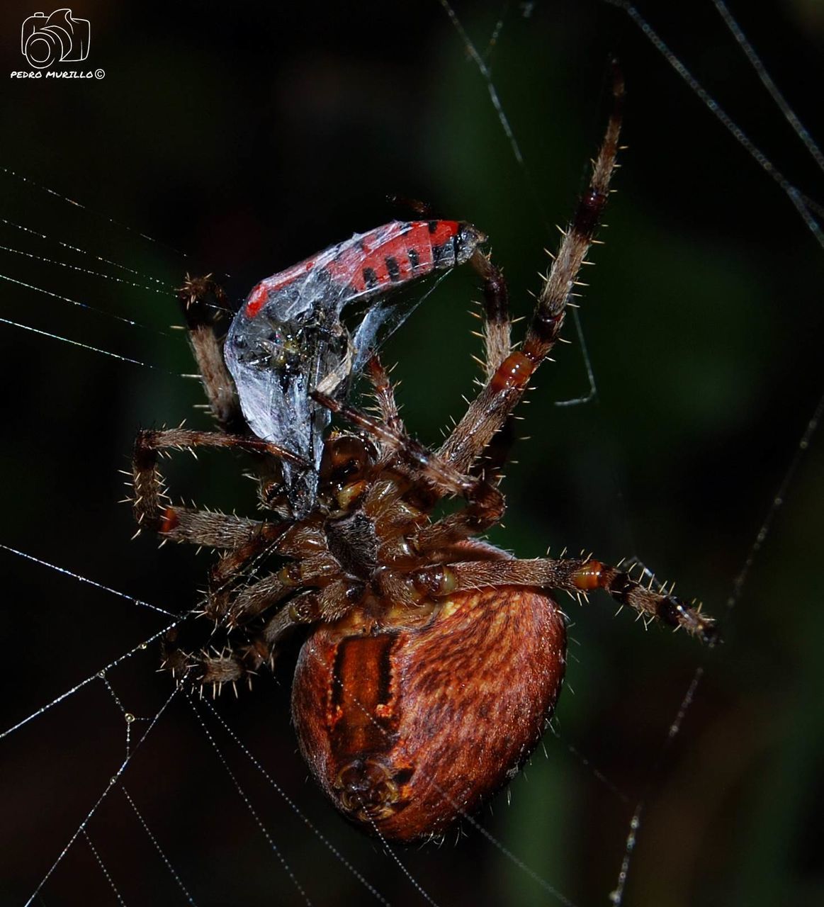 spider, spider web, one animal, animal themes, animals in the wild, web, focus on foreground, survival, insect, animal wildlife, close-up, no people, animal leg, nature, outdoors, prey, day
