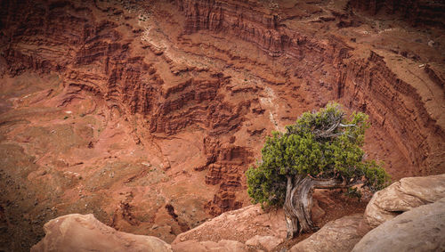 Plants growing on rocks