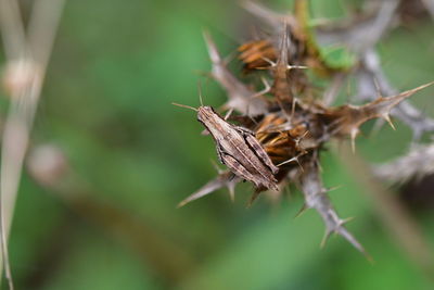 Close-up of butterfly on dry leaf