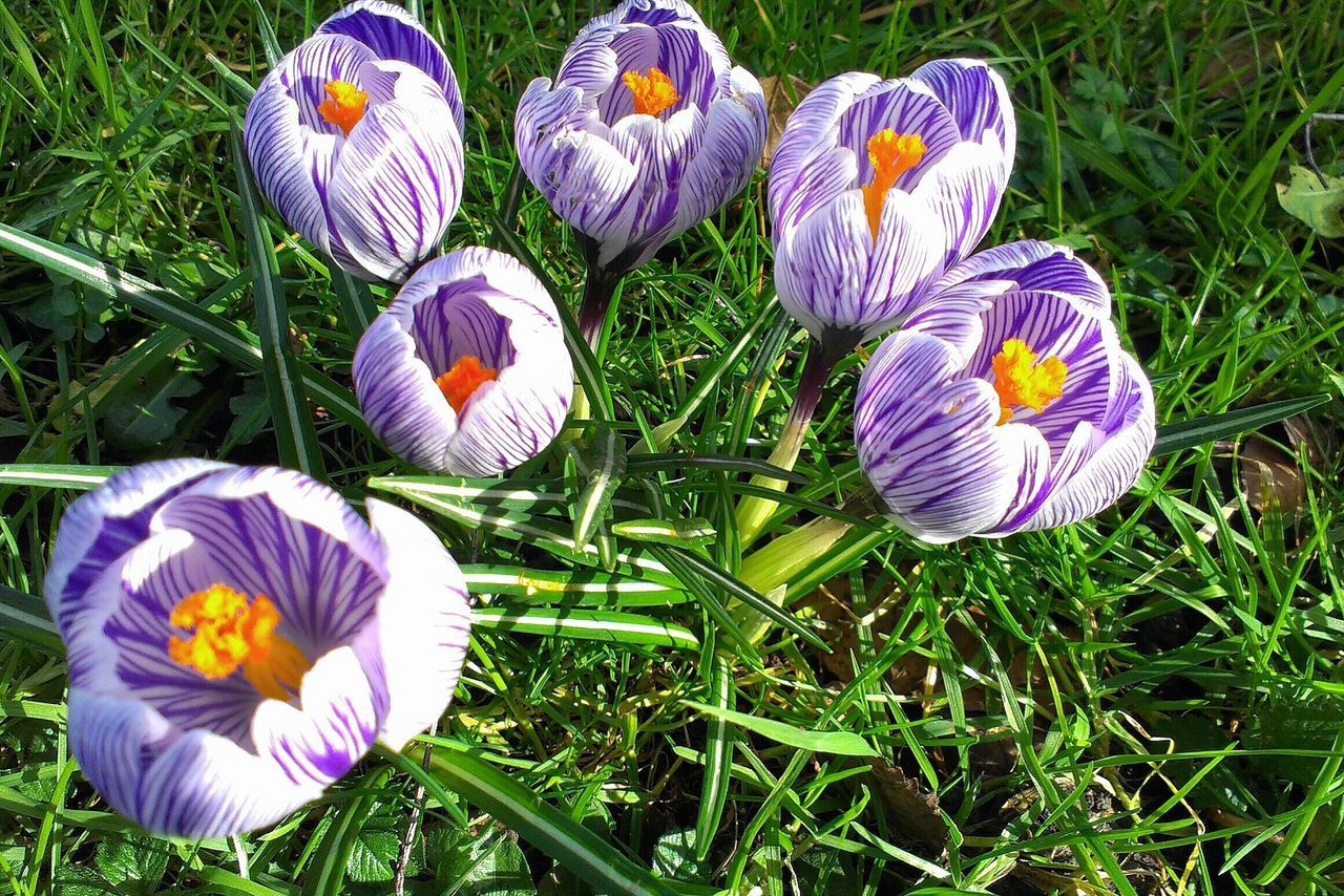 grass, flower, field, fragility, purple, petal, growth, freshness, beauty in nature, high angle view, flower head, nature, blue, grassy, plant, day, close-up, multi colored, crocus, blooming