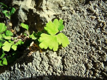 Close-up of moss growing on tree trunk