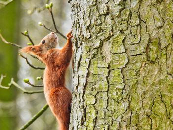Squirrel on a tree climbing