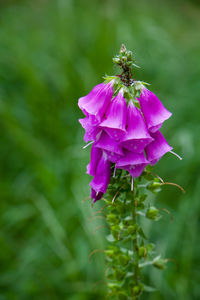 Close-up of honey bee on purple flowering plant