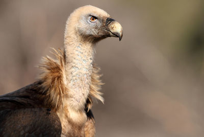 Close-up of a bird