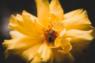 Close-up of insect on yellow flower