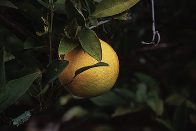 Close-up of fruit growing on tree