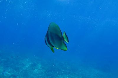 View of fish swimming in sea