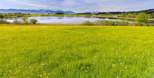 Scenic view of grassy field by lake against sky