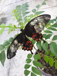 Close-up of butterfly pollinating flower