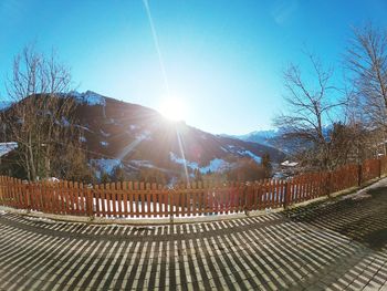 View of trees on sunny day