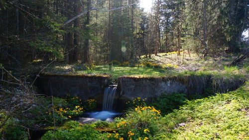 Scenic view of waterfall in forest