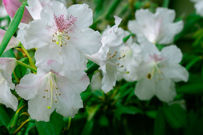 Close-up of white flowers blooming outdoors