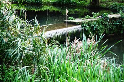 Plants and trees by water