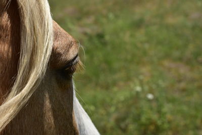 Close-up of a horse