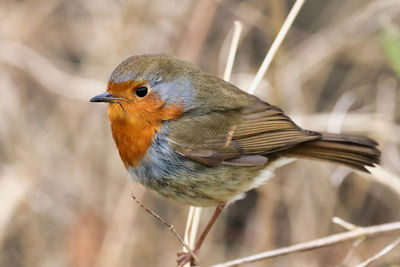 Close-up of a robin